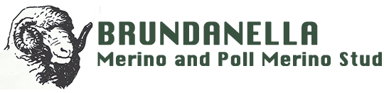Brundanella Merino Stud